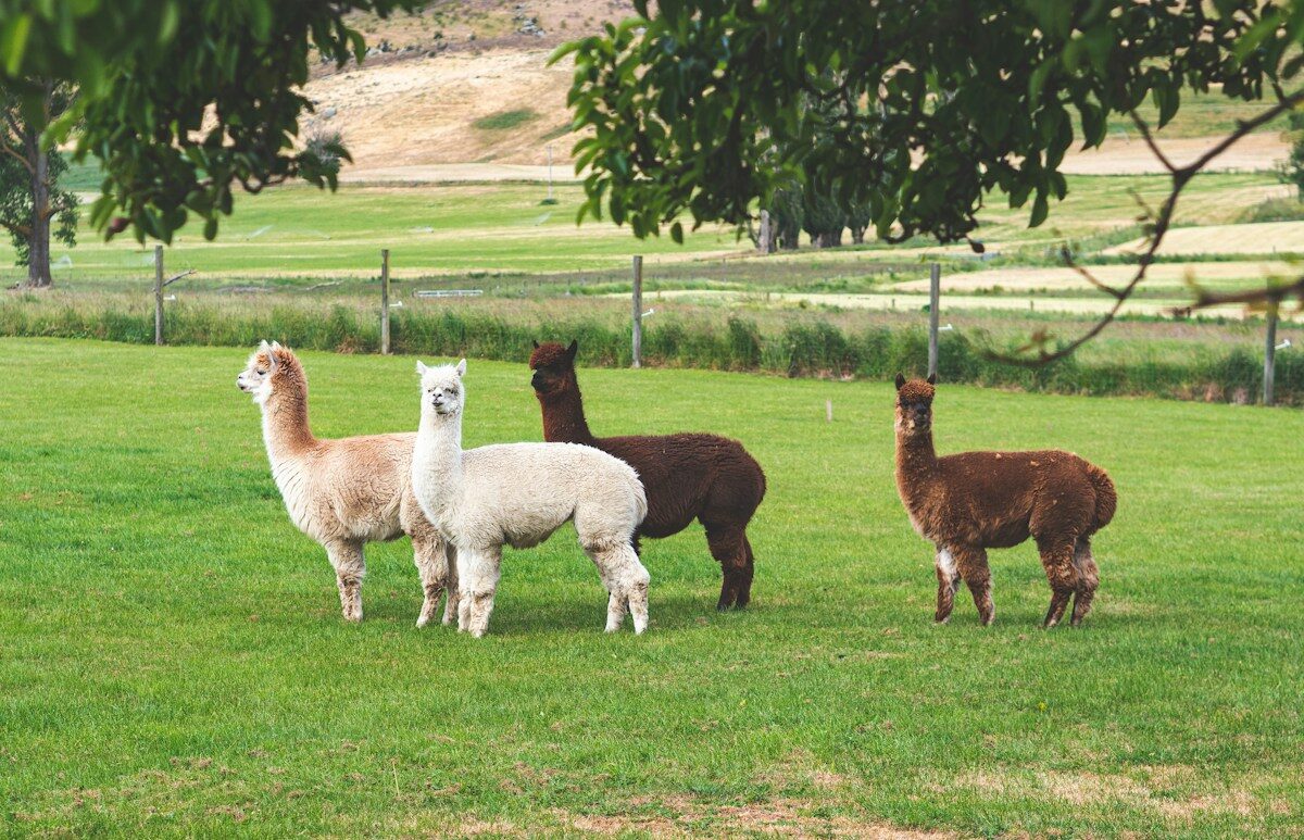 Alpacas in a field