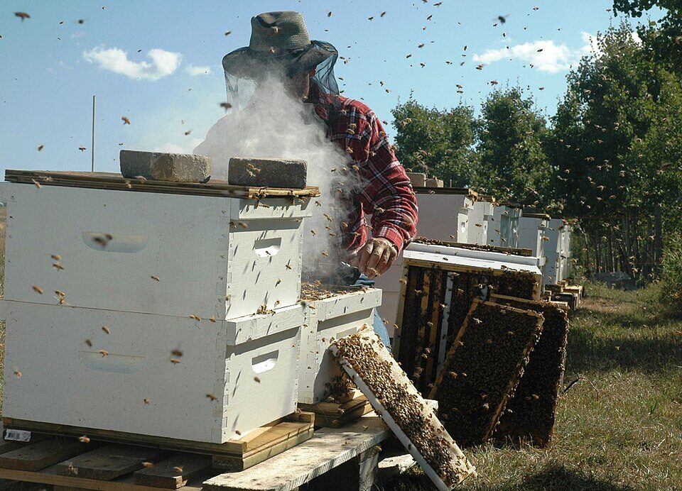 Beekeeper tending hives