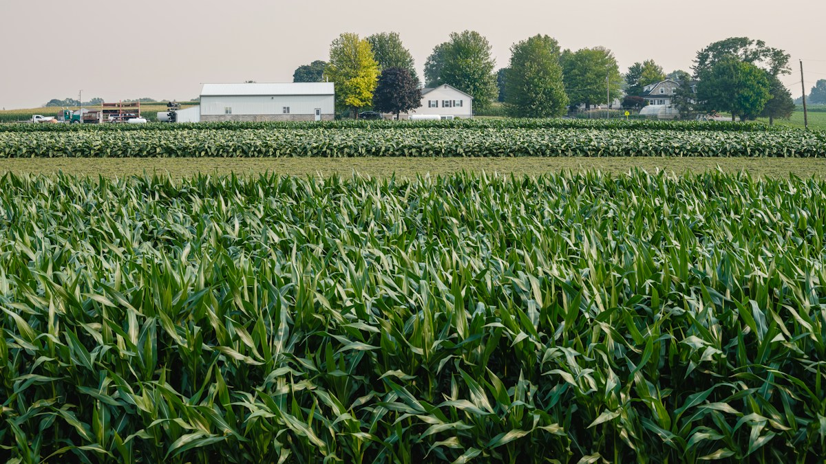 A field of corn with a farm in the background