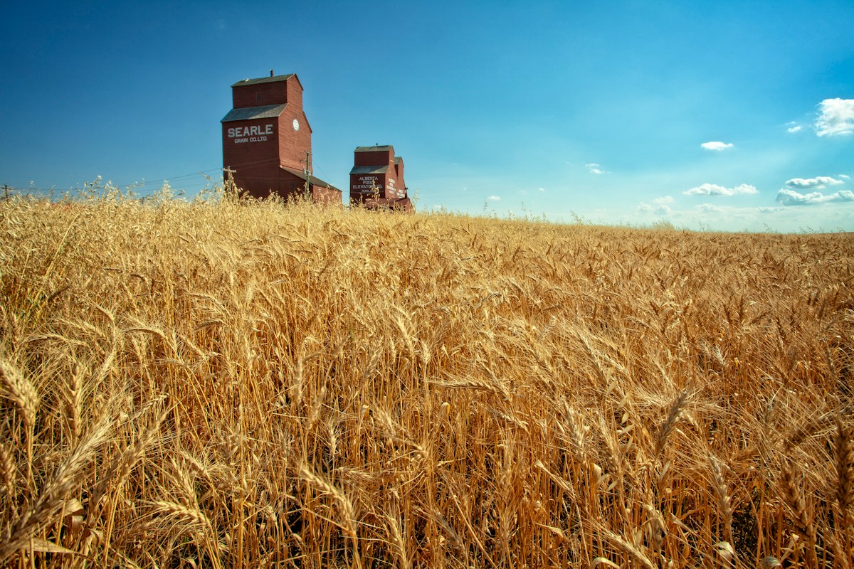 A grain field with silos in the background