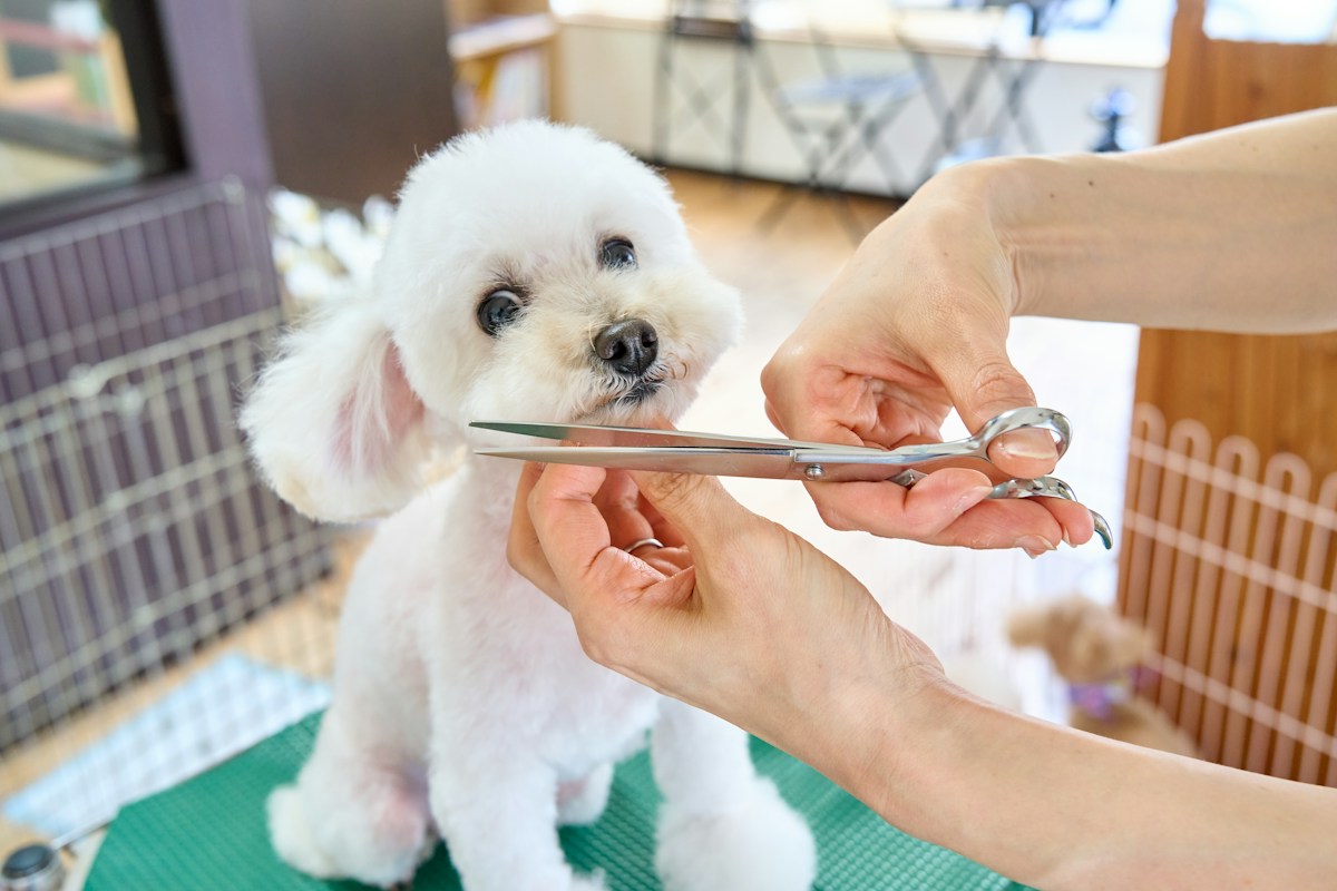 A small white dog being groomed with scissors