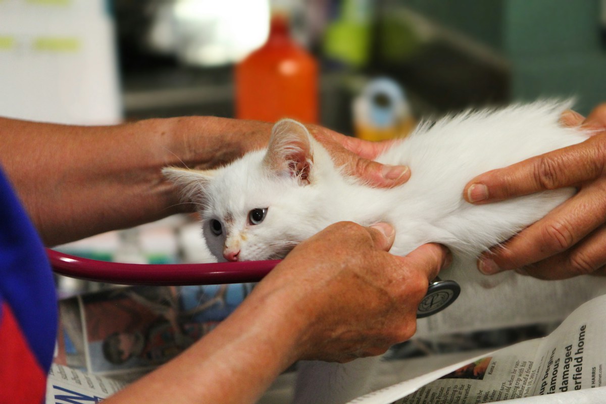 A veterinarian examining a white kitten