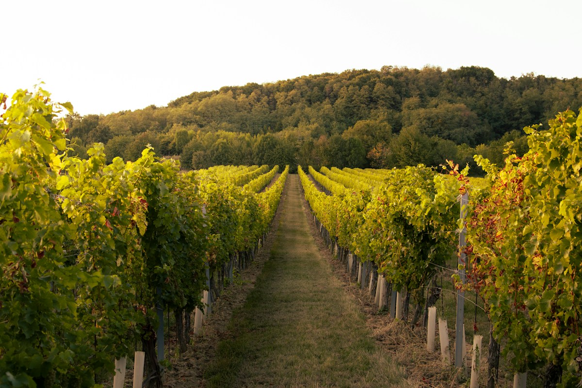 A vineyard with rows of vines