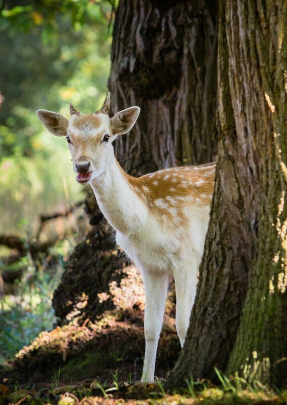 Deer in a forest