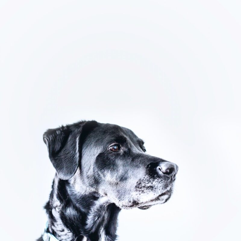 Dog portrait