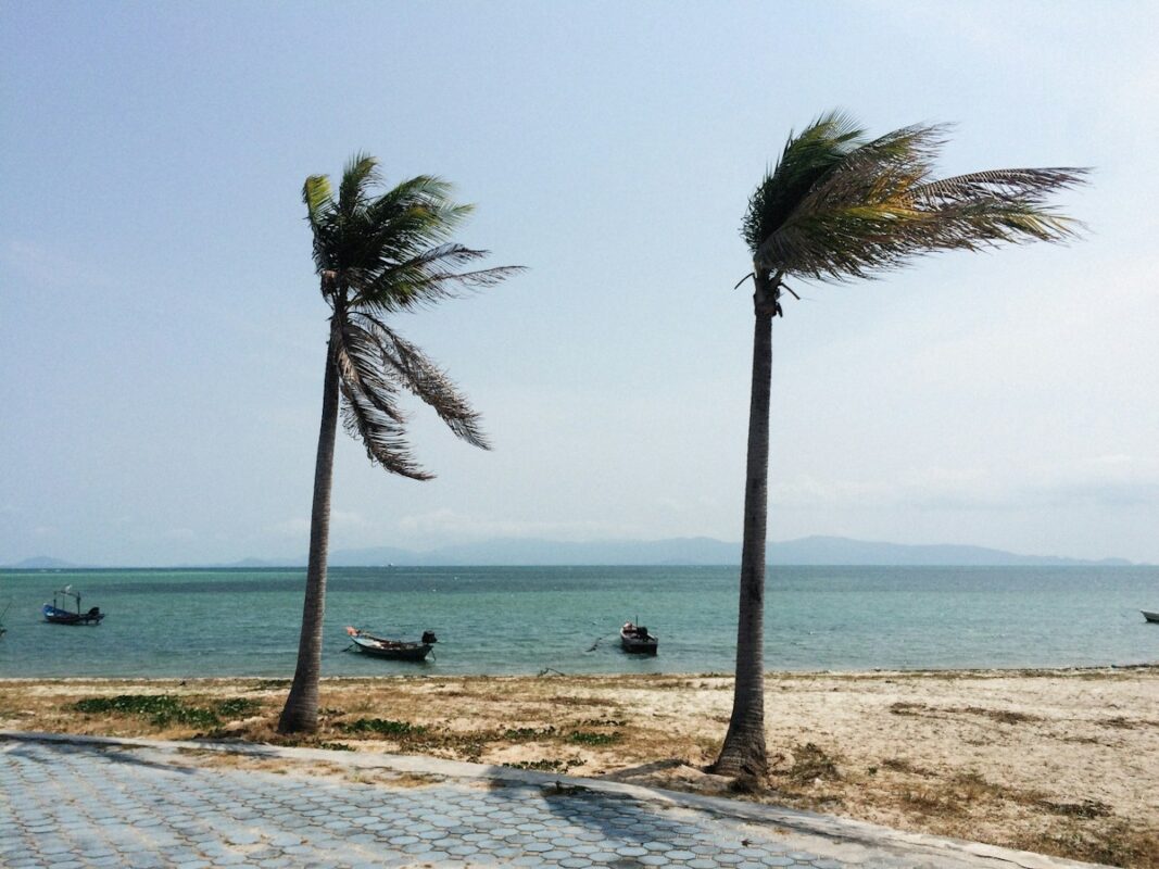 Palm trees in a storm
