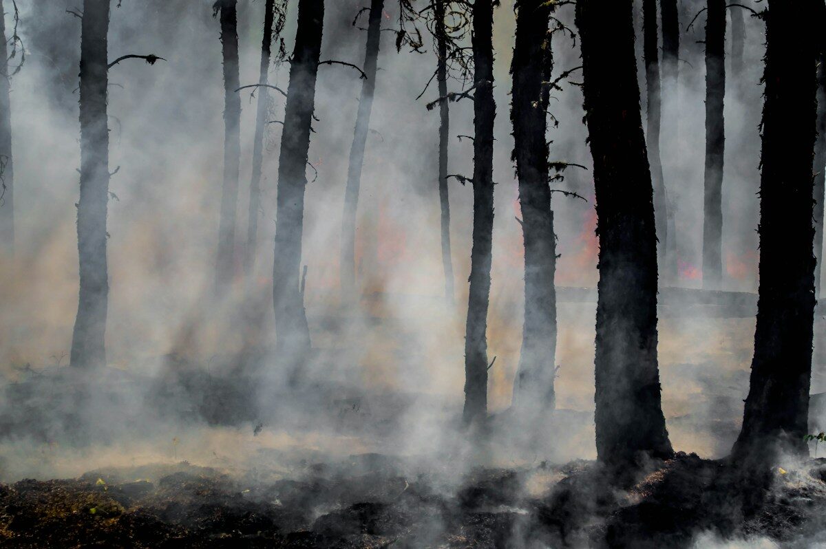 Wildfire smoke in a forest